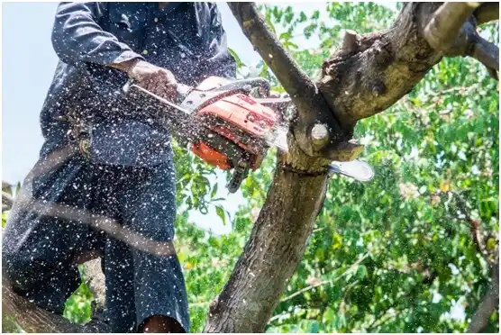 tree services North Eagle Butte